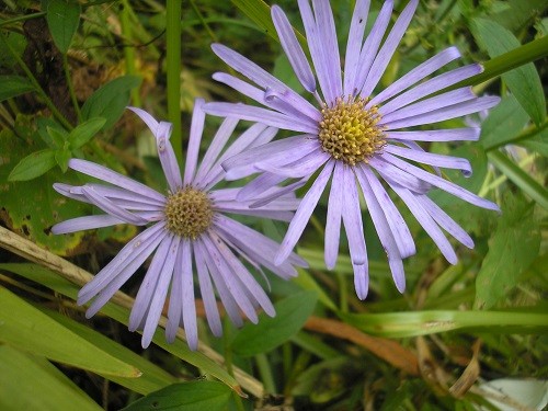 Aster frikartii Monch