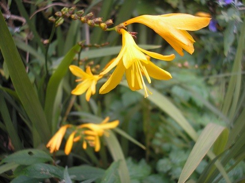 Crocosmia Solfaterre.