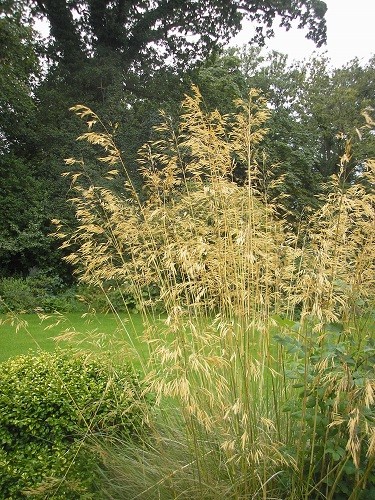 Stipa gigantea.