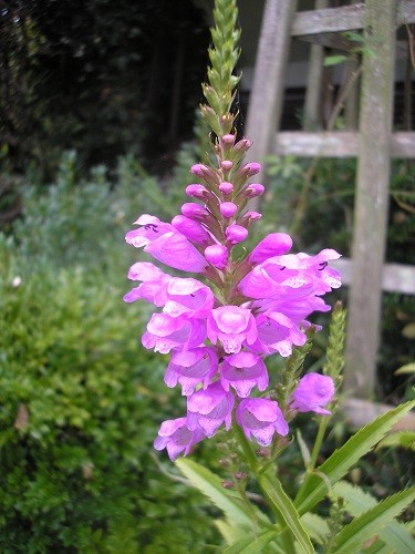  Physostegia