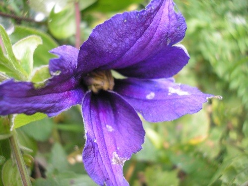 A rather nibbled flower of Clematis durandii