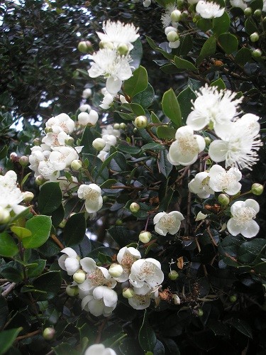 Myrtus communis