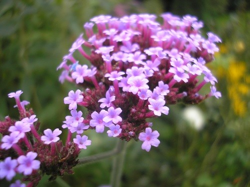 Verbena bonariensis