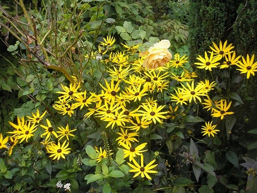 Rudbeckia