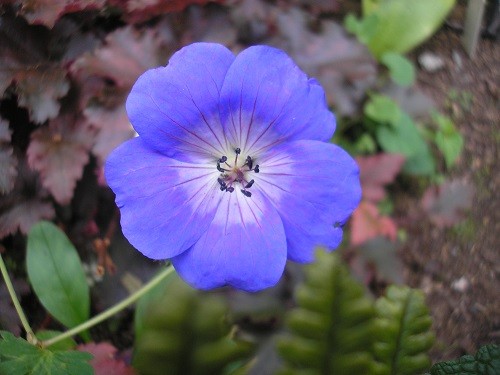 Geranium Rozanne.