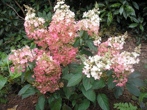 Hydrangea Candelight is now blushing pink!