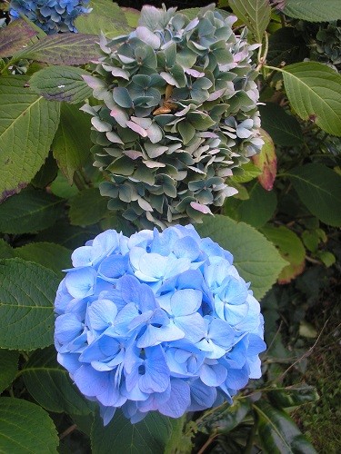 Mophead Hydrangea.