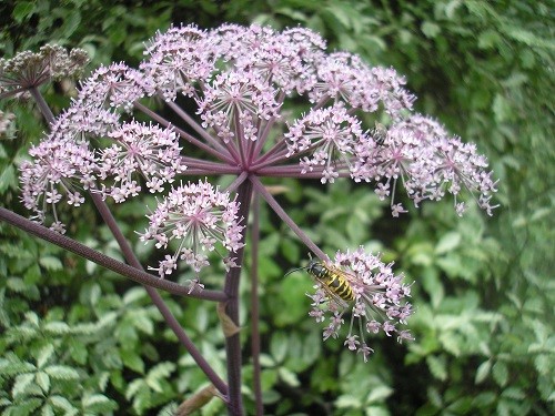 Seedling of Angelica atropurpurea