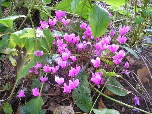 Cyclamen hederifolium