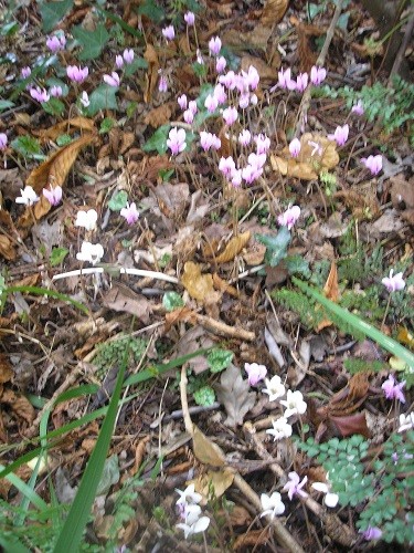 Cyclamen hederifolium