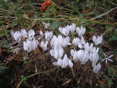 Cyclamen hederifolium alba