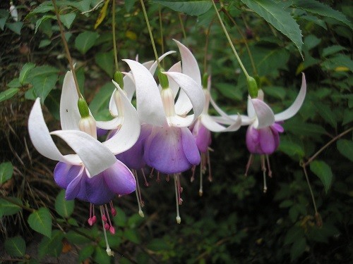 Fuchsia Delta Sarah.