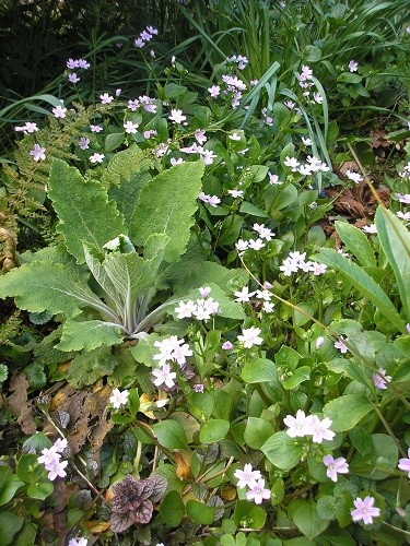 Claytonia.