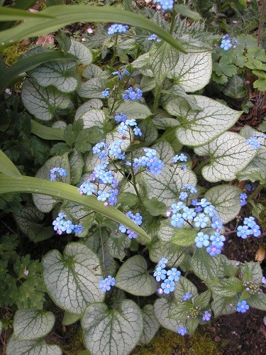 Brunnera Jack Frost.