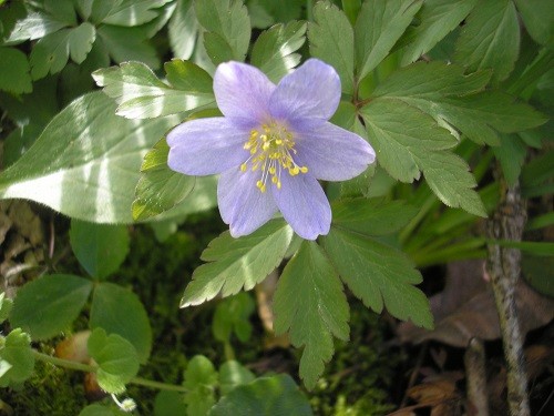 Anemone Robinsoniana