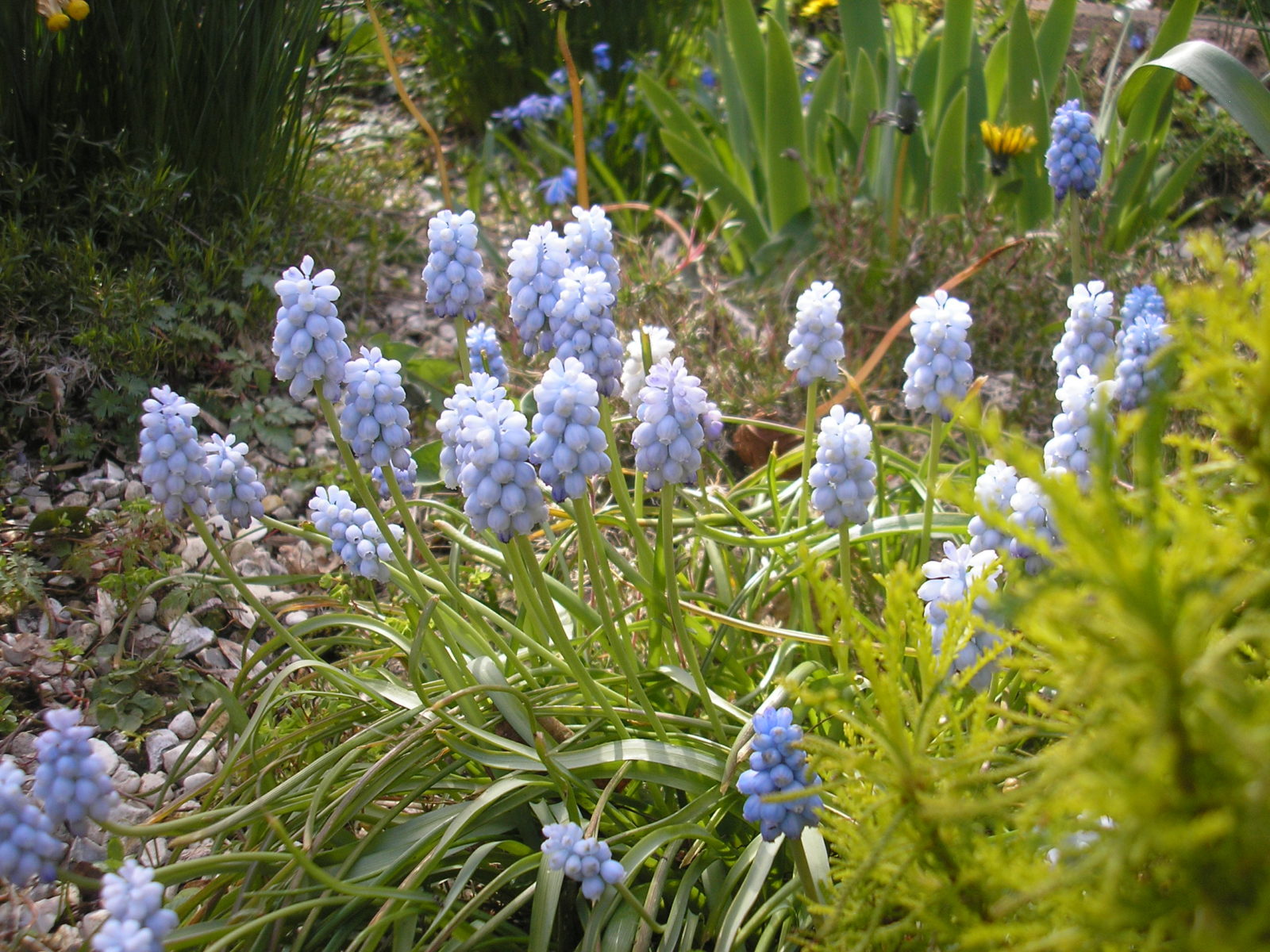 Muscari Valerie Finnis.