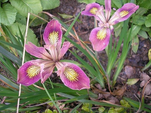 Pacific Coast Iris, Californian Iris.