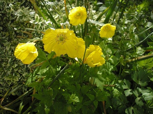 Meconopsis Cambrica.