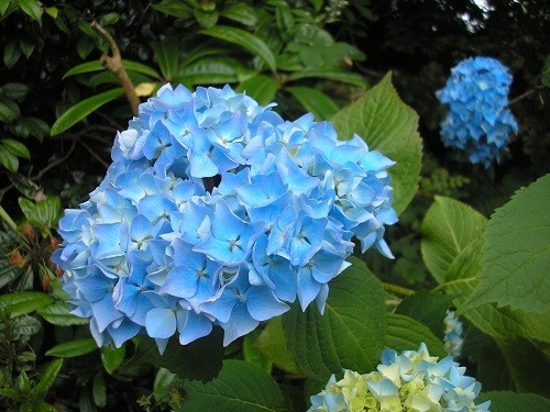 Hydrangea.