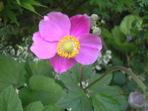 Japanese anemone Knighthayes Pink