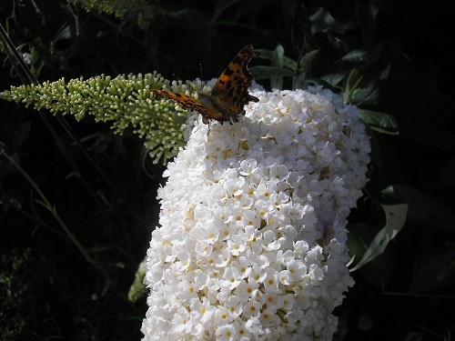 Buddleja.