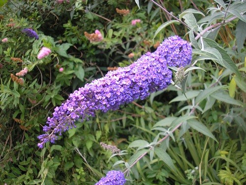 Buddleja.