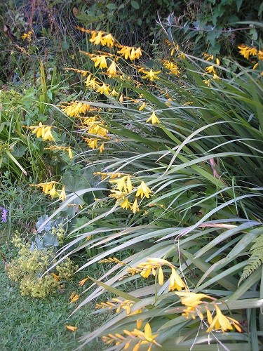 Crocosmia Solfaterre.