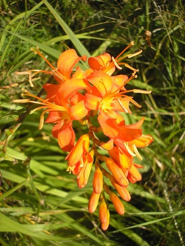 Crocosmia masoniorum.