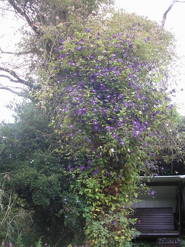 Clematis Etoile violette.