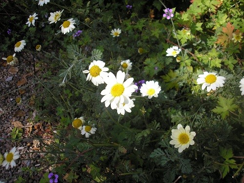 Anthemis Sauce Hollandaise.