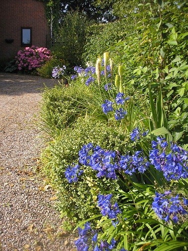 Bee and butterfly border