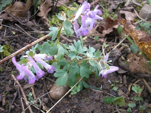 Corydalis solida seedlings, some are coming up different colours.