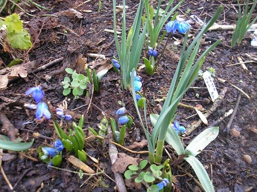 More Scilla siberica open each day.