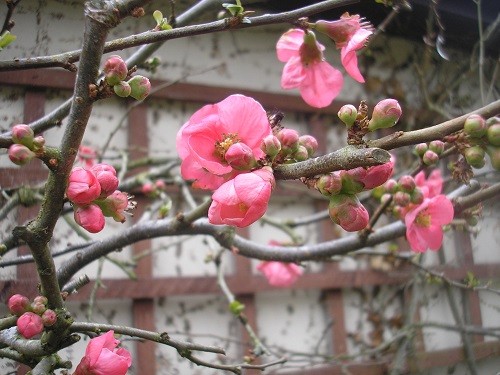 Still flowering by the back door.