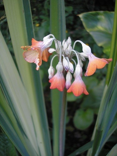 Primula florindae Copper Tones