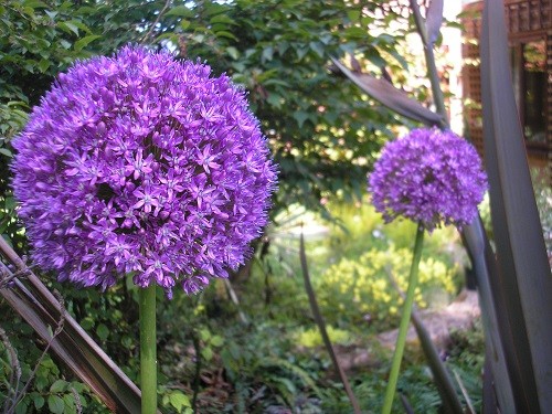 Allium