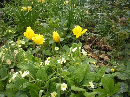 Tulipa sylvestris.