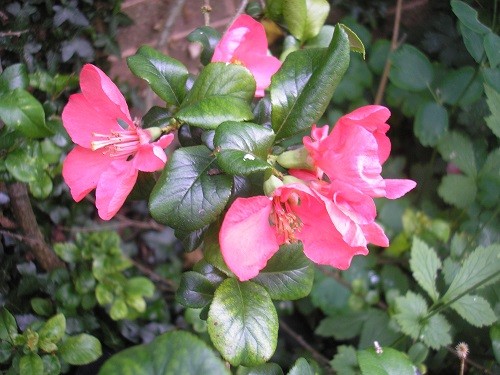 When is my Chaenomeles going to stop flowering, it's 7 months now!