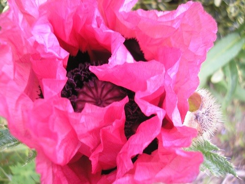 The beautiful oriental poppies have started strutting their stuff!