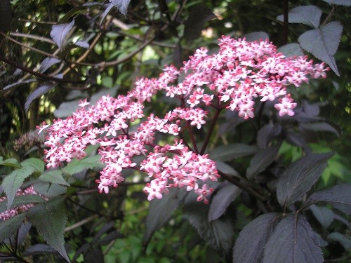 Sambucus Black Lace has such beautiful flowers contrasting with the foliage.