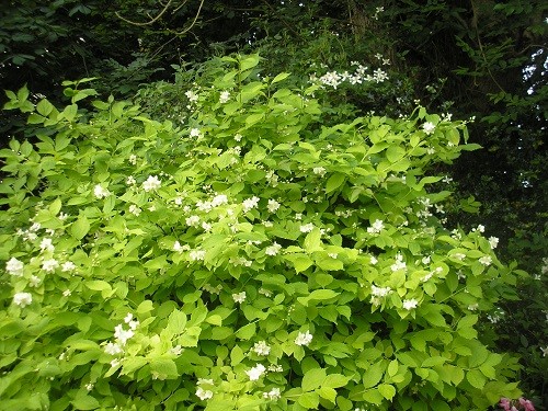 The perfume from Philadelphus coronarius Aureus wafts beautifully across the garden, catching you unawares.