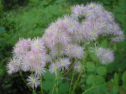 Thalictrum aquilegiifolium is happy flowering in the woodland.