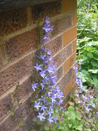 Campanula poscharskyana is climbing the walls.