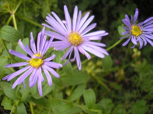 Aster frickartii Monch