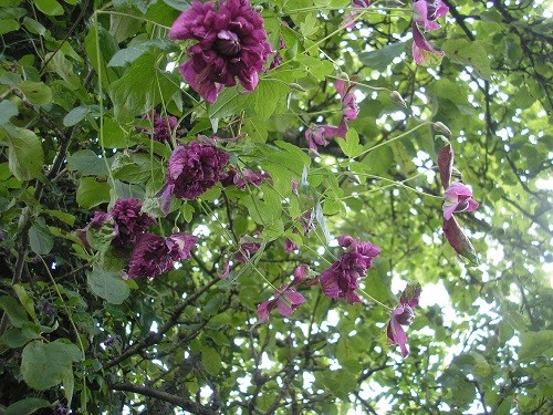 Clematis flora plena purpurea