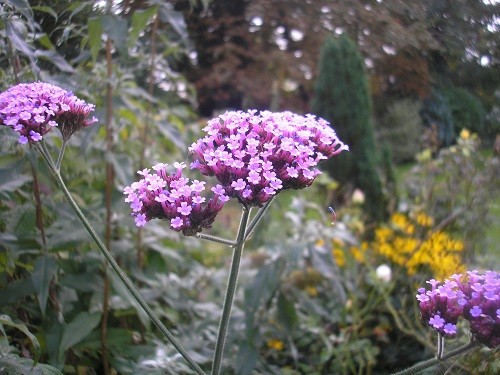 Verbena bonariensis