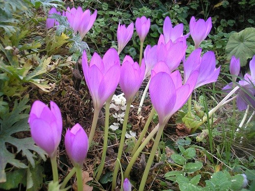 Colchicum