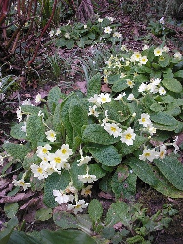 Primroses are everywhere and increasing year on year.