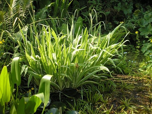 The variegated iris at the back of the pond has grown into a huge clump, maybe time to divide that too.