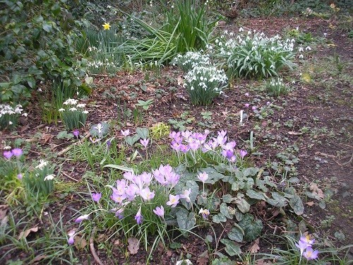 Crocus tommasinianus.